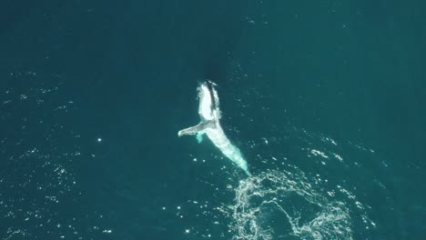 aerial vertical slow-mo footage of a humpback whale swimming in calm blue ocean water, playing and splashing around, humpback whale spouting off sydney northern beaches coastline during migration