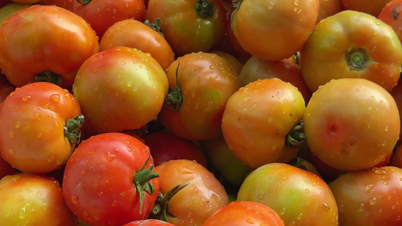 tracking out shot of a fresh tomatos