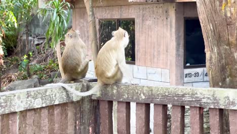 two monkeys sitting on a wooden fence