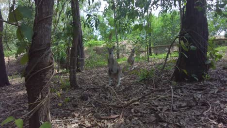 Kangaroos-At-The-Wilderness,-Australian-Marsupials.-Dolly-Shot