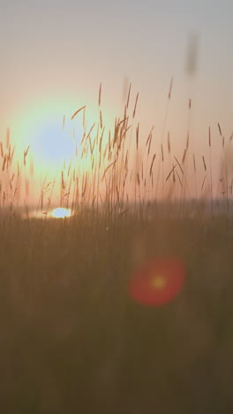 fotografía serena de hierbas altas que se balancean suavemente al atardecer con un lago en el fondo. el sol arroja una luz cálida y brillante, creando una atmósfera pacífica y tranquila en esta escena de la naturaleza
