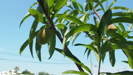 Peach-Tree-full-of-Peaches