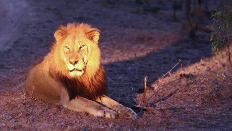 león macho en reposo observa los alrededores