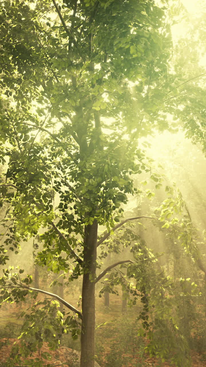 빛이 비치는 숲길