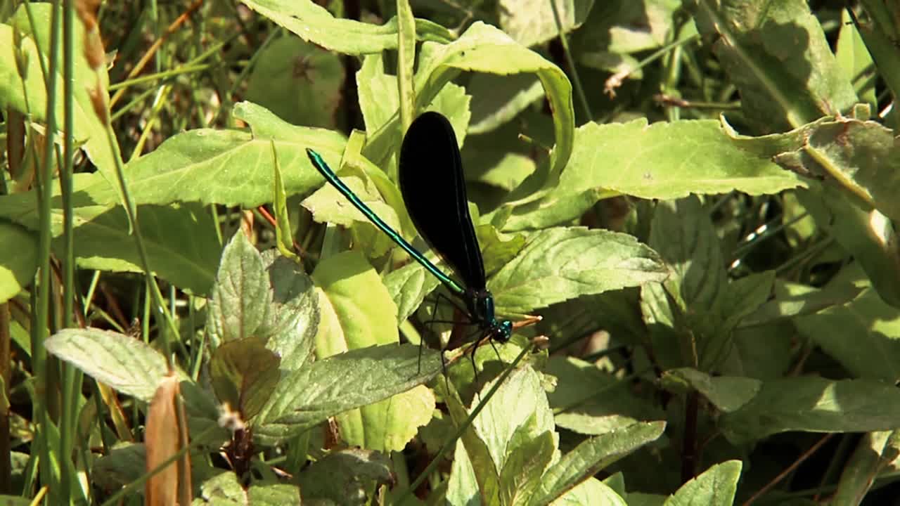 근접 촬영은 식물과 꽃에 자리 잡은 잠자리를 보여줍니다