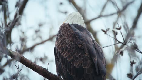 bald eagle in a tree looking up and around at the branches above