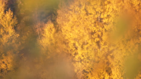 Majestic-autumn-golden-leaves-and-forest-in-distance,-rack-focus