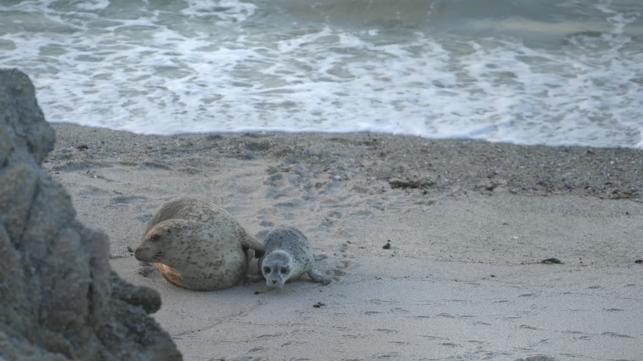 Harbor seal pup and mother