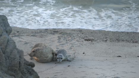 Cachorro-De-Foca-Común-Y-Madre