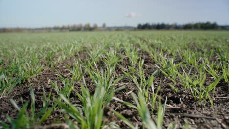 Young-grains-growing-on-field