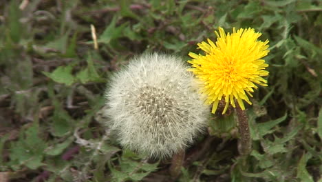 primer plano de un diente de león amarillo y un reloj de diente de león con sus semillas en inglaterra