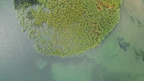 Toma-Aérea-De-Una-Isla-Salvaje-Hecha-De-Junco-Y-Caña-En-Struga-En-El-Lago-Ohrid-En-Macedonia