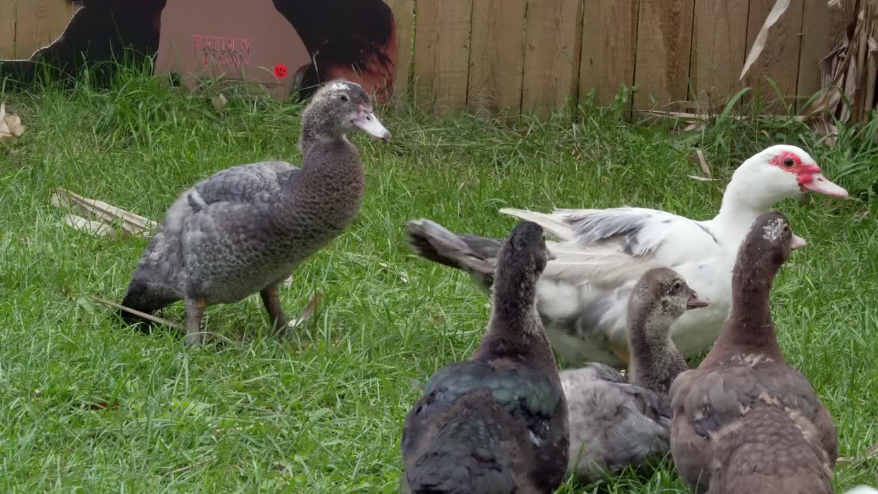 농장에서 오리와 노는 어린 아이
