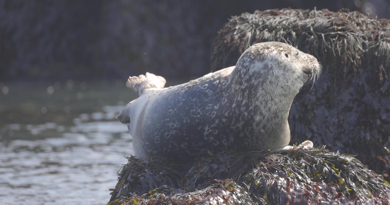 Una foca grigia si crogiola su una roccia coperta di alghe lungo la costa, prendendo il sole.