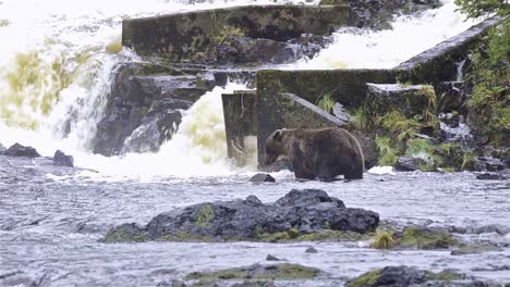 oso pardo pescando salmón en el río pavlof que fluye hacia la bahía de agua dulce en el puerto de pavlof en la isla baranof en el sureste de alaska 1