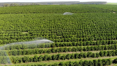 riego en plantaciones de naranjas en un día soleado en brasil