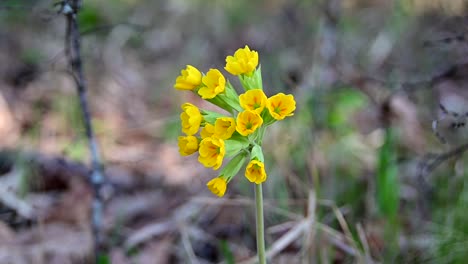 Aufnahmen-Von-Schlüsselblumen-An-Windigen-Tagen