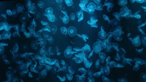 Beautiful-Jellyfishes