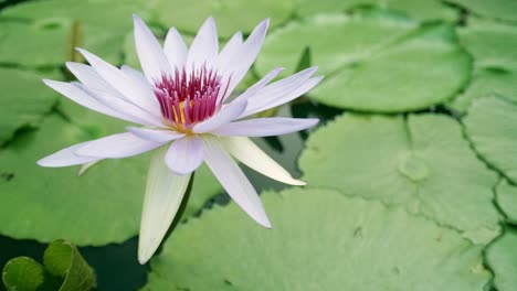 the lotus flowers bloom in the pond and have beautiful green lotus leaves