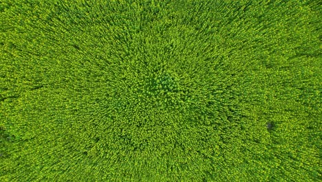 Beautiful-Mustard-Flower-Field-in-Blossom-Drone-Shot-Video