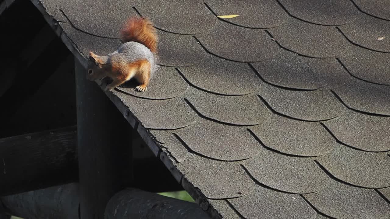 Curious Squirrel on a Shingled Roof Looking Around