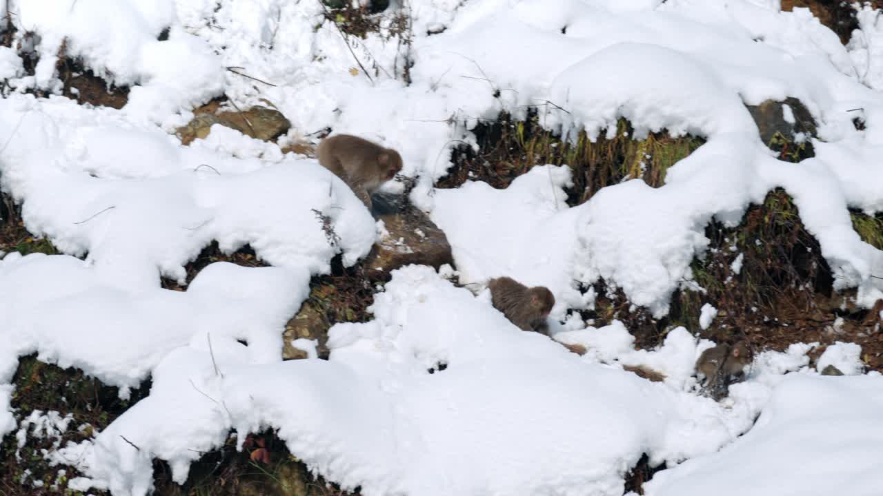 Watch a captivating snow monkey family in Jigokudani, Japan, as they gracefully descend a snow-covered hill.