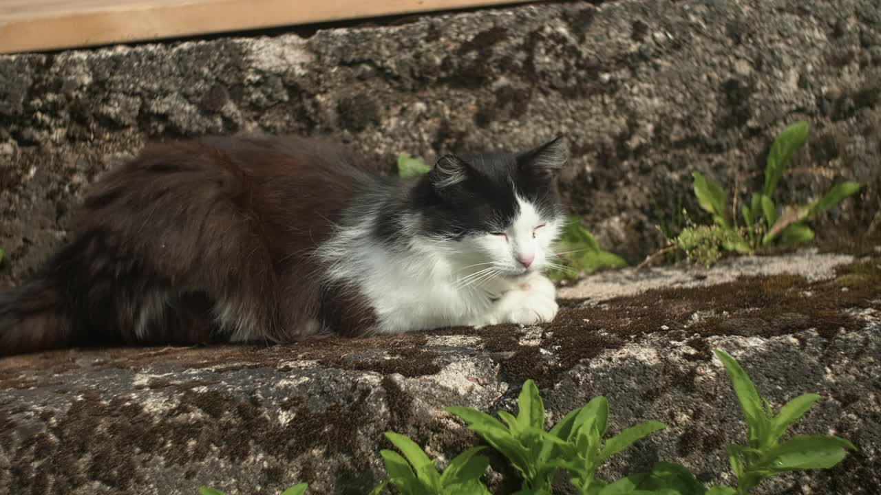 Cat resting on outdoor stairs