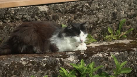 cat resting on outdoor stairs