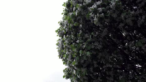 flores de primavera y edificios de la ciudad