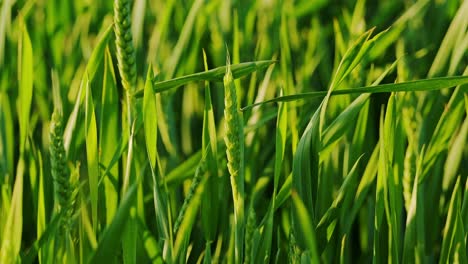 young wheat sways under golden evening light in quiet latvian farmland