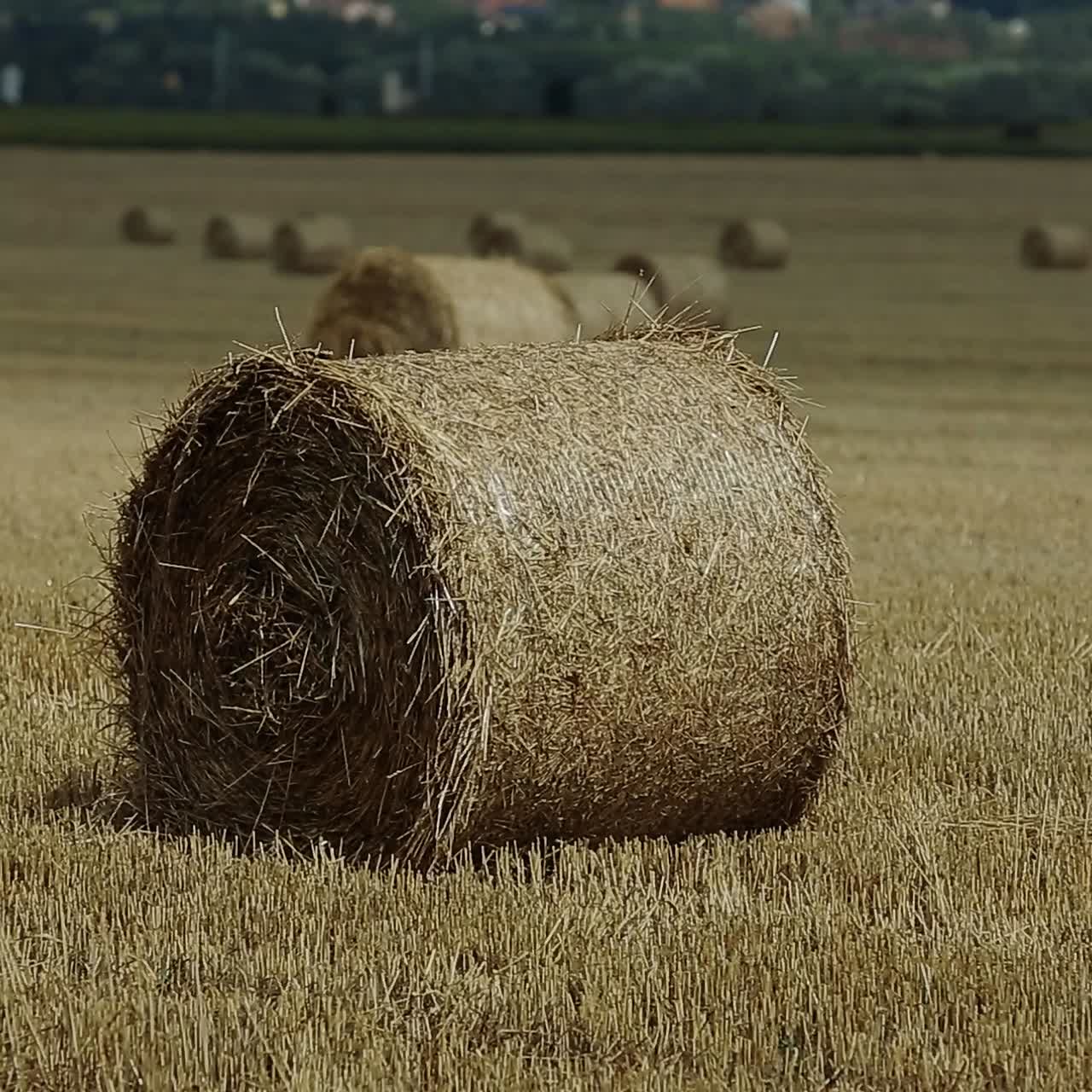 niño pequeño en el campo