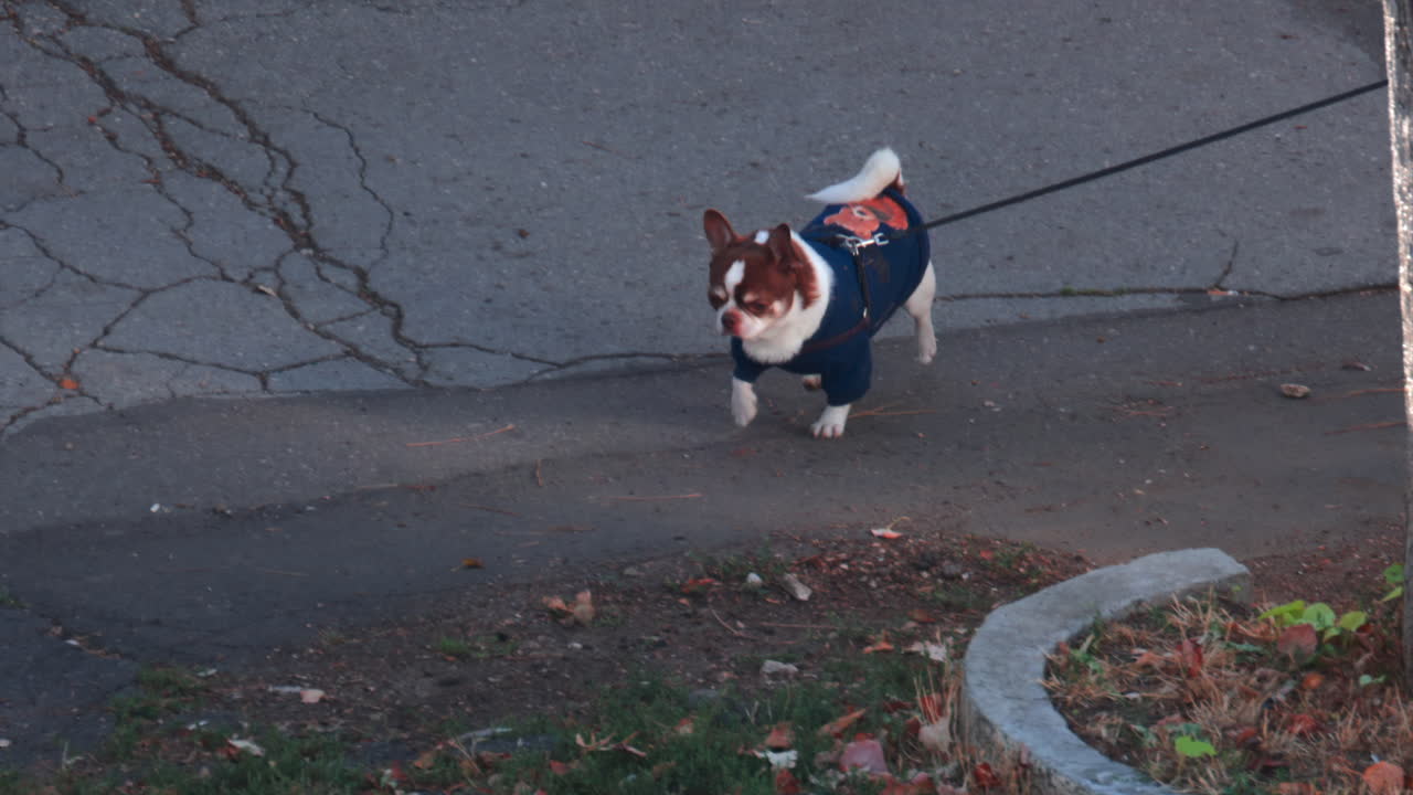 A small brown and white dog in a blue jacket walks along a cracked street