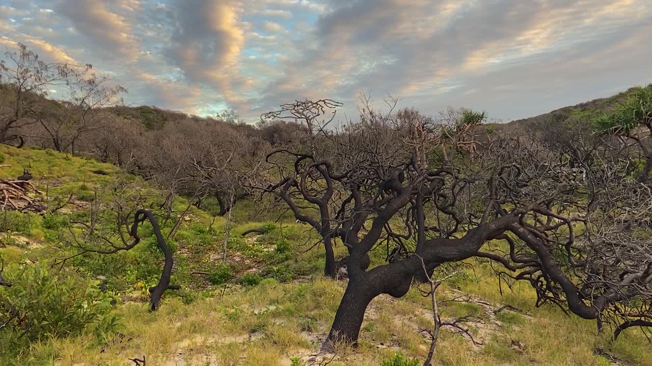 고등어 하늘과 으스스하고 검게 그을린 나무 아래 모래 스크럽과 언덕이 많은 숲지대를 가로지르는 부드러운 시네마틱 슬라이더