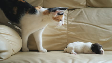 cat plays with a newborn puppy