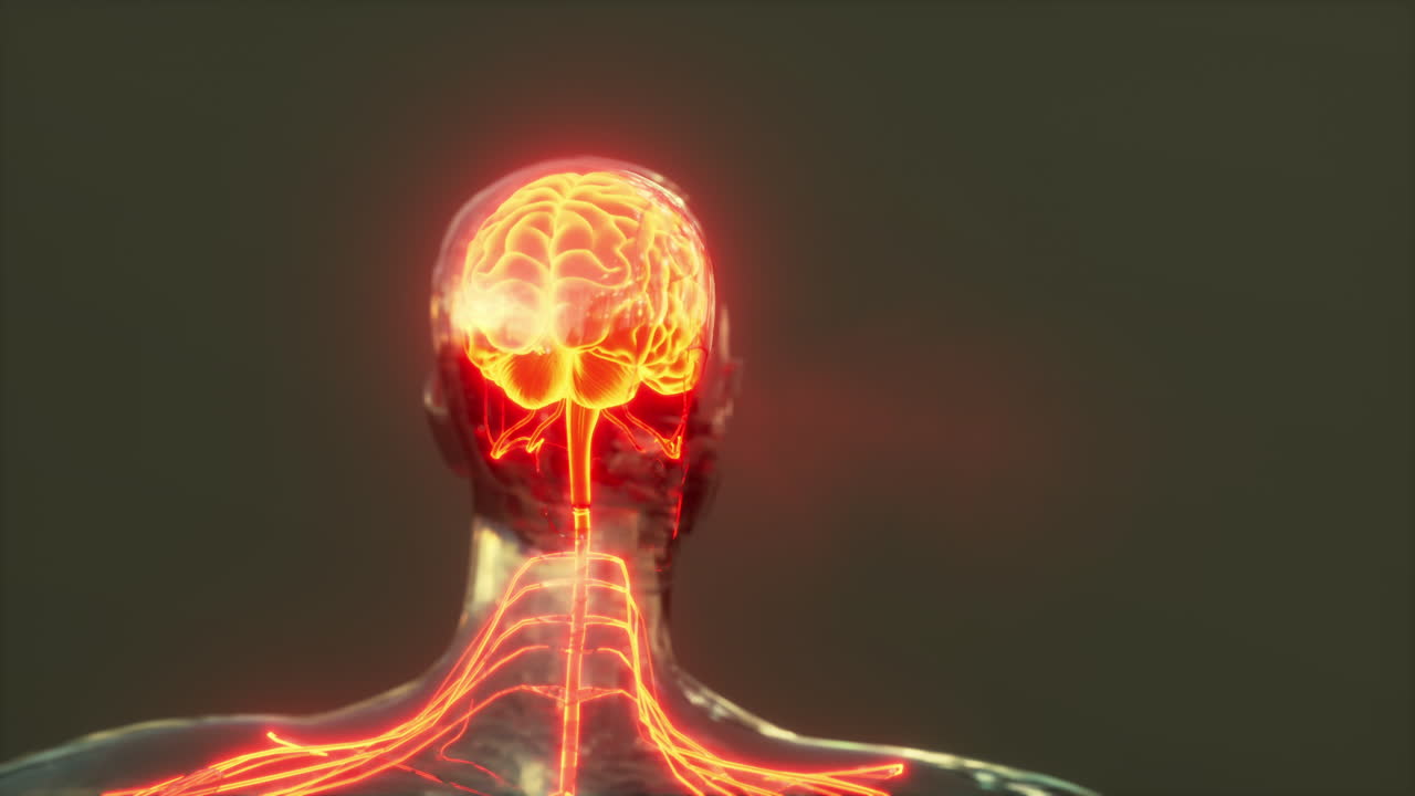 의학적 개념에 대한 인간 뇌 해부학