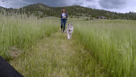 Ein-Kleiner-Schwarzer-Hund,-Der-Von-Einem-Holzwolfwelpen-Angegriffen-Wird