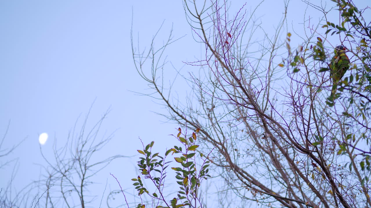 반달을 배경으로 검트리에 자리 잡은 무지개 진훙 잉꼬