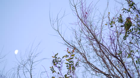 彩虹 lorikeet 坐落在 gumtree 中,背景是半月