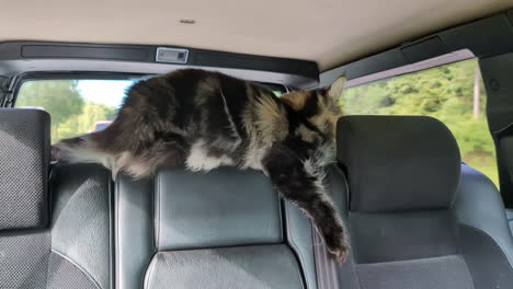 maine coon cat on car seats, latvia.