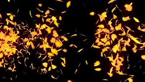 autumn leaves falling on black background, ginkgo leaf, loop glitter animation,