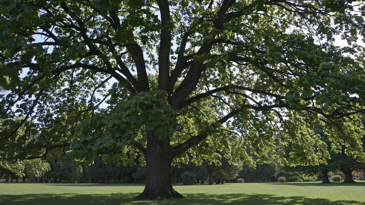 Wide-angle shot of a majestic tree in a park, capturing its sprawling branches and lush greenery