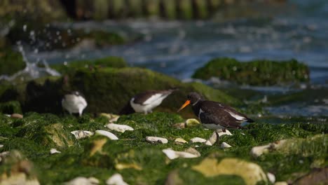 Austernfischervogel-Putzt-Seine-Federn-Auf-Rutschigen-Felsen,-Die-Mit-Grünalgen-Bedeckt-Sind,-Zeitlupe