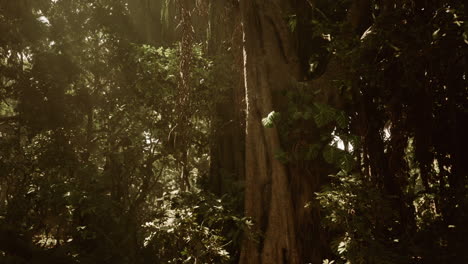 a lush, dense tropical jungle