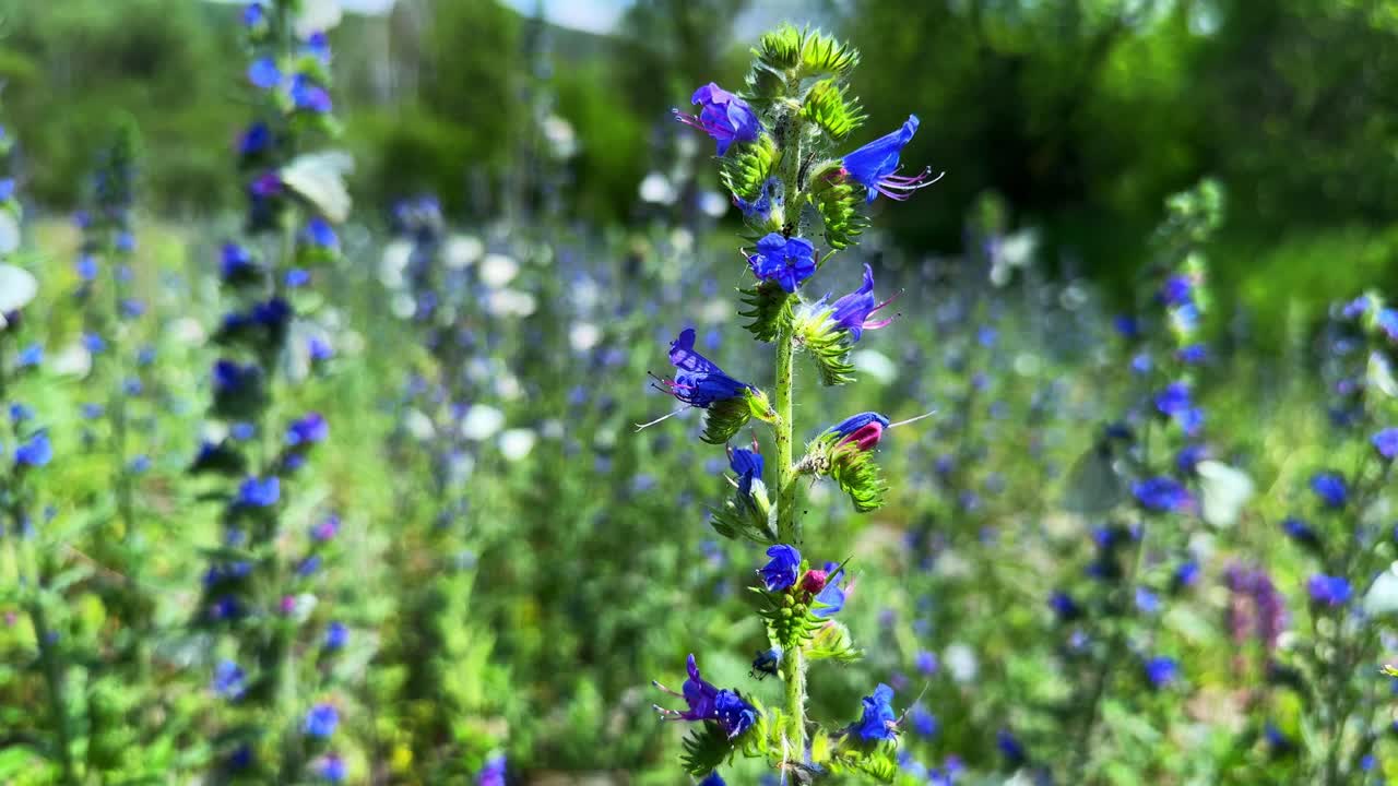 Vibrant Close-Up of Blue Wildflowers Surrounded by a Lush Green Forest, Showcasing Nature's Beauty with Rich Colors and Delicate Petals in a Serene Setting