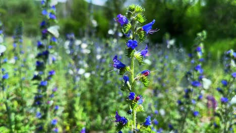 vibrant close-up of blue wildflowers surrounded by a lush green forest, showcasing nature's beauty with rich colors and delicate petals in a serene setting
