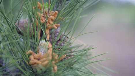 forest, pine branch with cones on a background of blurry trees. soft focus, close up