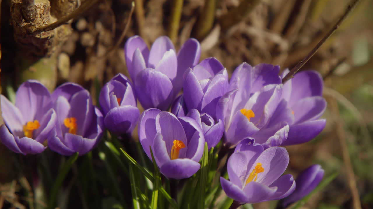 flores de primavera de azafrán púrpura que crecen en el jardín 4k de cerca