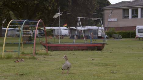 Eine-Gans-Auf-Einer-Wiese-Vor-Einem-Rostigen-Und-Leider-Verlassenen-Spielplatz-Mit-Einer-Alten-Schaukel-Und-Einem-Campingplatz-Im-Hintergrund