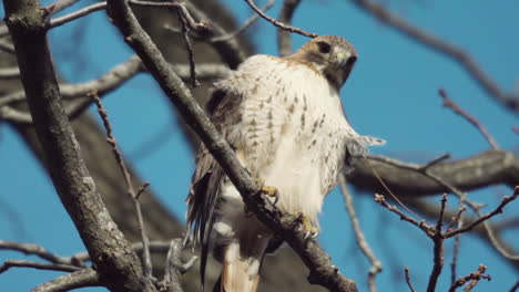 Rotschwanzbussard-Sitzt-Auf-Einem-Ast,-Während-Der-Wind-Seine-Federn-In-Zeitlupe-Weht