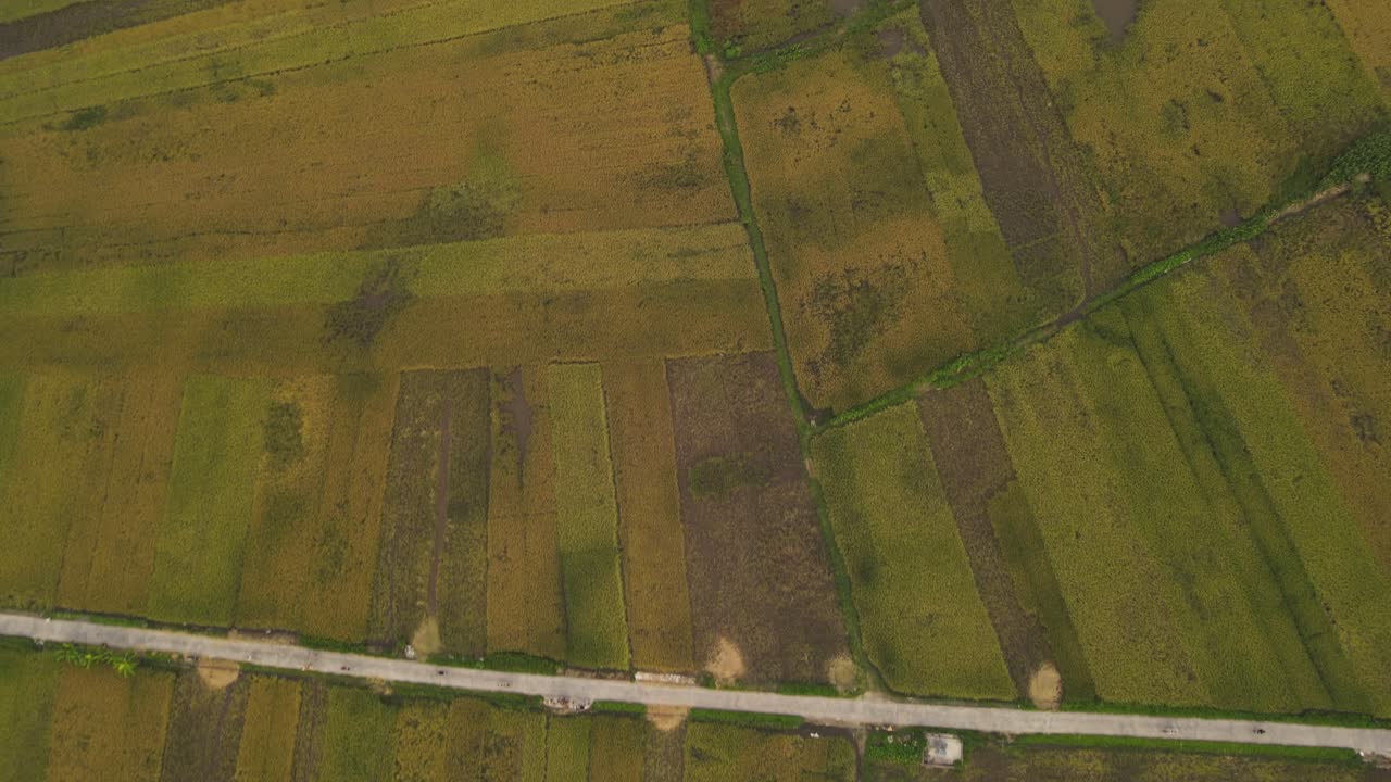 Aerial view of paddy fields flooded used for growing semi-aquatic crops agriculture Vietnam